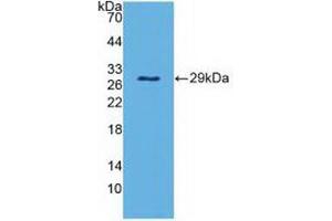 Western blot analysis of recombinant Mouse PAOX. (PAOX 抗体  (AA 130-356))