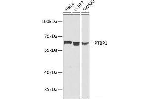 Western blot analysis of extracts of various cell lines using PTBP1 Polyclonal Antibody at dilution of 1:1000. (PTBP1 抗体)