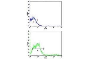 Flow cytometric analysis of NCI-H292 cells using CD8 antibody (bottom histogram) compared to a negative control (top histogram). (CD8 alpha 抗体  (AA 150-180))