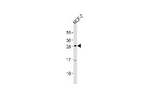 Anti-OLIG3 Antibody (Center)at 1:2000 dilution + MCF-7 whole cell lysates Lysates/proteins at 20 μg per lane. (OLIG3 抗体  (AA 161-196))