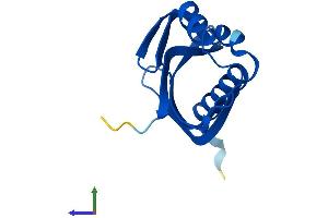 Protein Structure (PS) image for Nuclear Transport Factor 2 (NUTF2) (AA 1-127) protein (His tag) (ABIN7556593)