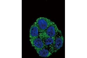 Confocal immunofluorescent analysis of PLA2G6 Antibody (Center) (ABIN653895 and ABIN2843138) with HepG2 cell followed by Alexa Fluor? (PLA2G6 抗体  (AA 551-580))