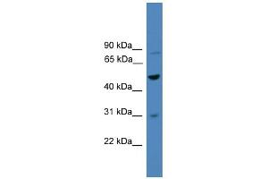 WB Suggested Anti-ZNF577 Antibody Titration:  0. (ZNF577 抗体  (C-Term))