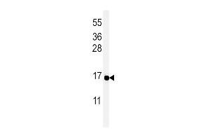 Western blot analysis of PYY Antibody (C-term) (ABIN651296 and ABIN2840175) in MCF-7 cell line lysates (35 μg/lane). (Peptide YY 抗体  (C-Term))