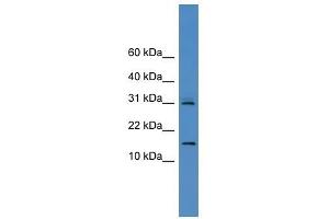 CST8 antibody used at 0.
