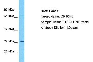 Western Blotting (WB) image for anti-Olfactory Receptor, Family 10, Subfamily H, Member 5 (OR10H5) (C-Term) antibody (ABIN2791816)