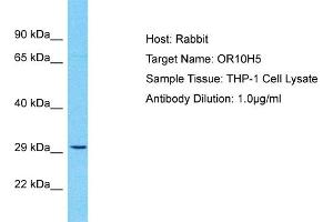 Host: Rabbit Target Name: OR10H5 Sample Type: THP-1 Whole Cell lysates Antibody Dilution: 1. (OR10H5 抗体  (C-Term))