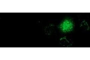Anti-GSTT2 mouse monoclonal antibody (ABIN2453098) immunofluorescent staining of COS7 cells transiently transfected by pCMV6-ENTRY GSTT2 (RC200040). (GSTT2 抗体)