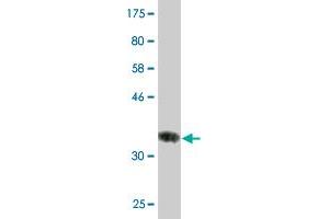 Western Blot detection against Immunogen (36. (HSD17B8 抗体  (AA 28-127))
