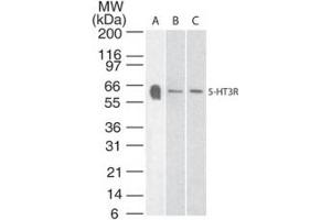 Serotonin Receptor 3A Western Blot. (Serotonin Receptor 3A 抗体)