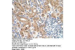 Human kidney (MGC39633 (N-Term) 抗体)