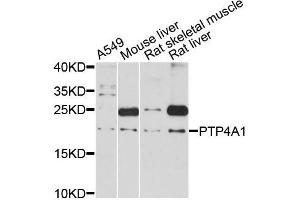 Western blot analysis of extracts of various cell lines, using PTP4A1 antibody (ABIN5998630) at 1:3000 dilution. (PTP4A1 抗体)