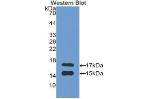 Western Blotting (WB) image for anti-Chemokine (C-C Motif) Ligand 2 (CCL2) (AA 24-99) antibody (ABIN3201300) (CCL2 抗体  (AA 24-99))