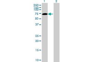 Western Blot analysis of SWAP70 expression in transfected 293T cell line by SWAP70 MaxPab polyclonal antibody.