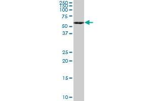 MEF2A monoclonal antibody (M15), clone 1C8. (MEF2A 抗体  (AA 71-170))