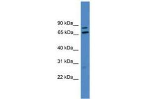 Image no. 1 for anti-Leucine Rich Repeat (In FLII) Interacting Protein 1 (LRRFIP1) (AA 411-460) antibody (ABIN6745322) (LRRFIP1 抗体  (AA 411-460))
