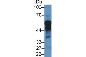 Western Blot; Sample: Rat Testis lysate; Primary Ab: 1µg/ml Rabbit Anti-Porcine CYP11A1 Antibody Second Ab: 0. (CYP11A1 抗体  (AA 44-287))