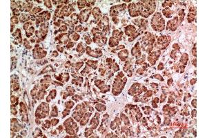Immunohistochemistry (IHC) analysis of paraffin-embedded Human Pancreas, antibody was diluted at 1:100. (HPSE 抗体  (Internal Region))