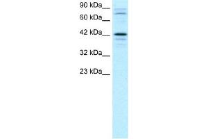 WB Suggested Anti-SOX18 Antibody Titration:  2. (SOX18 抗体  (Middle Region))