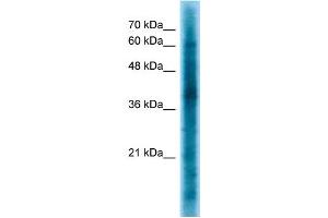 WB Suggested Anti-CRKL Antibody Titration: 1. (CrkL 抗体  (Middle Region))