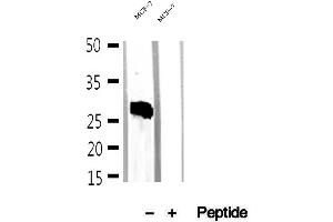 Western blot analysis of extracts of MCF-7 cells, using Mast Cell Chymase antibody. (CMA1 抗体  (C-Term))