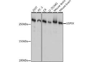 Western blot analysis of extracts of various cell lines, using USP9X Rabbit mAb (ABIN7271169) at 1:1000 dilution. (USP9X 抗体)