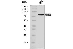 Western blot analysis of MRE11 using anti-MRE11 antibody (ABIN7600025).
