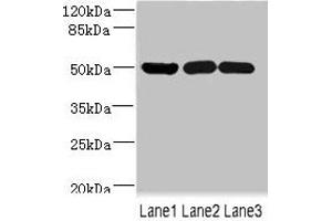 Western blot All lanes: IFRD1 antibody at 1. (IFRD1 抗体  (AA 1-240))