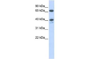 Western Blotting (WB) image for anti-Angiotensin II Receptor, Type 1 (AGTR1) antibody (ABIN2458631) (Angiotensin II Type-1 Receptor 抗体)