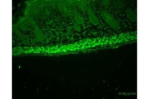 Immunohistochemistry analysis using Rat Anti-Aha1 Monoclonal Antibody, Clone 25F2. (AHSA1 抗体  (Biotin))