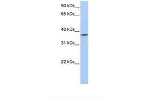 Image no. 1 for anti-Transmembrane and Coiled-Coil Domain Family 1 (TMCC1) (AA 506-555) antibody (ABIN6739184) (TMCC1 抗体  (AA 506-555))