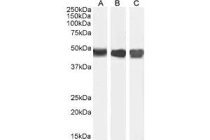 ABIN190834 (0. (ASS1 抗体  (Internal Region))