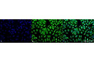 Immunocytochemistry/Immunofluorescence analysis using Rabbit Anti-PDI Polyclonal Antibody . (P4HB 抗体  (AA 409-509) (FITC))