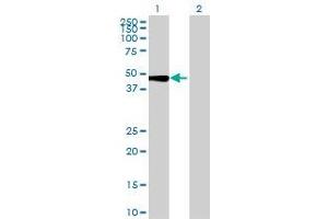 Lane 1: ANGPTL7 transfected lysate ( 40 KDa) Lane 2: Non-transfected lysate. (ANGPTL7 293T Cell Transient Overexpression Lysate(Denatured))