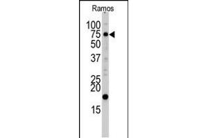 Western blot analysis of UVRAG Antibody (C-term ) (ABIN1882151 and ABIN2849987) in Ramos cell line lysates (35 μg/lane). (UVRAG 抗体  (C-Term))