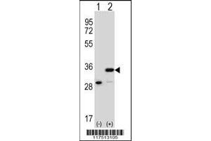Western blot analysis of PHB using rabbit polyclonal PHB Antibody using 293 cell lysates (2 ug/lane) either nontransfected (Lane 1) or transiently transfected (Lane 2) with the PHB gene. (Prohibitin 抗体  (AA 89-117))