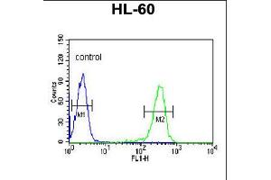 Flow cytometric analysis of HL-60 cells (right histogram) compared to a negative control cell (left histogram). (IGJ 抗体  (N-Term))