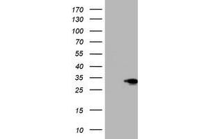 Western Blotting (WB) image for anti-SIX Homeobox 1 (SIX1) (AA 1-284) antibody (ABIN1490702) (SIX Homeobox 1 抗体  (AA 1-284))