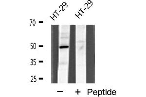 Western blot analysis of I-TRAF expression in HT-29 cells (TANK 抗体  (Internal Region))