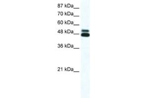 Western Blotting (WB) image for anti-Cholinergic Receptor, Nicotinic, beta 2 (Neuronal) (CHRNB2) antibody (ABIN2463732) (CHRNB2 抗体)