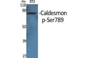 Western Blot (WB) analysis of specific cells using Phospho-Caldesmon (S789) Polyclonal Antibody.