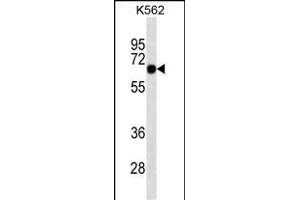 SOX9 Antibody (ABIN1539825 and ABIN2843808) western blot analysis in K562 cell line lysates (35 μg/lane). (SOX9 抗体  (AA 41-70))