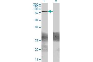 Western Blotting (WB) image for anti-Zinc Finger and BTB Domain Containing 33 (ZBTB33) (AA 564-673) antibody (ABIN564311)