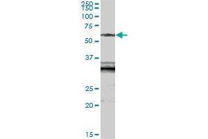 SIAE MaxPab polyclonal antibody. (SIAE 抗体  (AA 1-523))