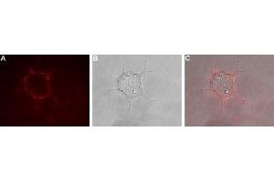 Immunocytochemistry (ICC) image for anti-Potassium Voltage-Gated Channel, Shaker-Related Subfamily, Member 1 (KCNA1) (AA 193-206), (Extracellular) antibody (Atto 594) (ABIN7043515)