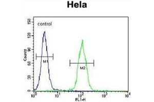 Flow cytometric analysis of Hela cells using LMTK3 Antibody (N-term) Cat. (LMTK3 抗体  (N-Term))