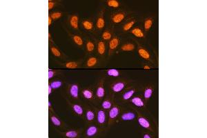 Immunofluorescence (IF) image for anti-Poly(rC) Binding Protein 2 (PCBP2) (AA 1-130) antibody (ABIN3023340)