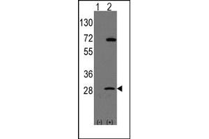 Image no. 1 for anti-Prohibitin (PHB) (N-Term) antibody (ABIN357836) (Prohibitin 抗体  (N-Term))