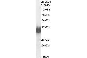 ABIN6391379 (0. (Prostate Specific Antigen 抗体  (C-Term))