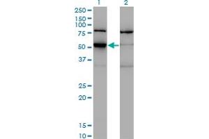 Western Blotting (WB) image for anti-Zinc Finger and SCAN Domain Containing 21 (Zscan21) (AA 1-473) antibody (ABIN521515)